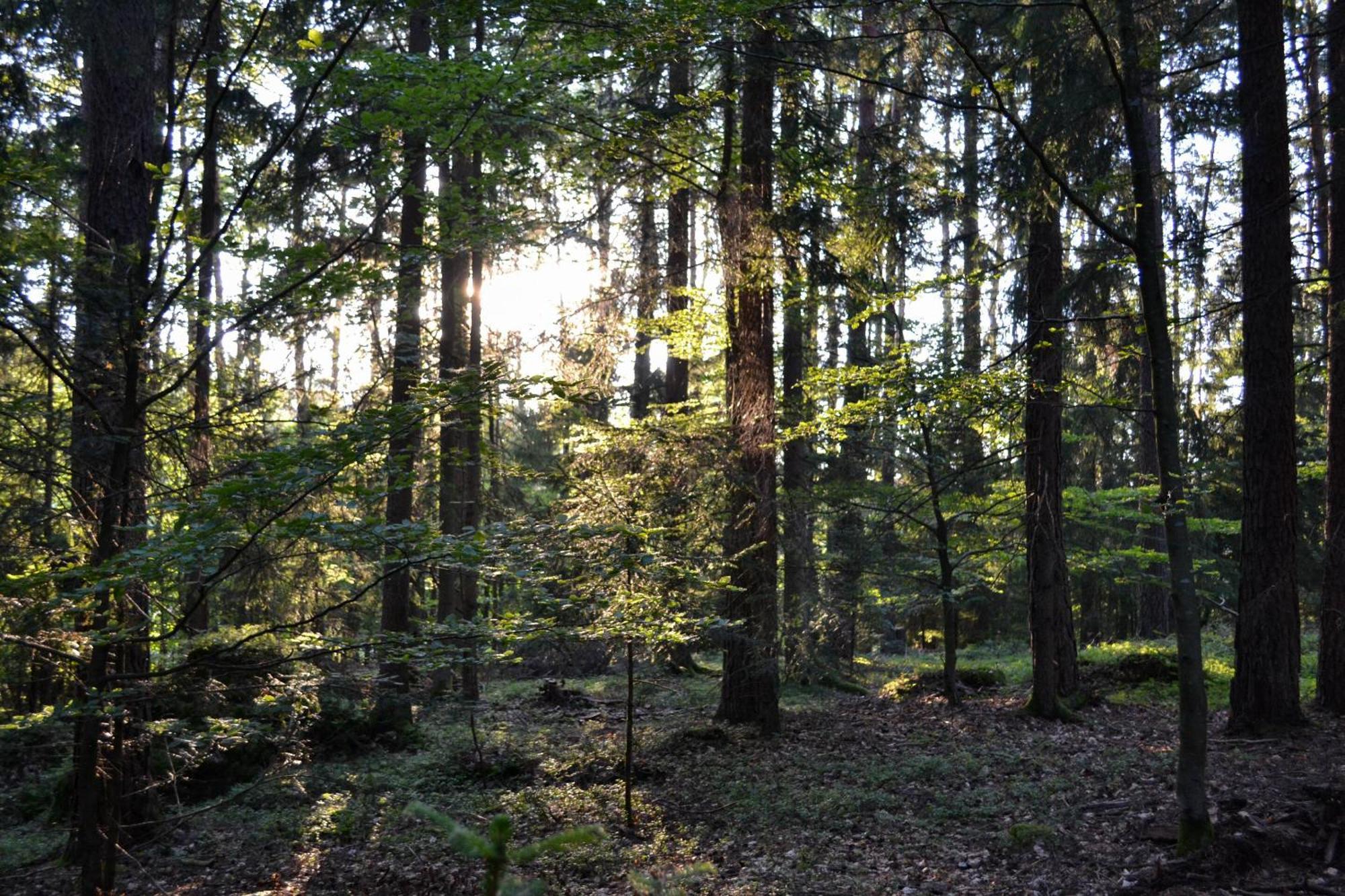 Naturchalets 7 Sentidos Bischofsmais Dış mekan fotoğraf